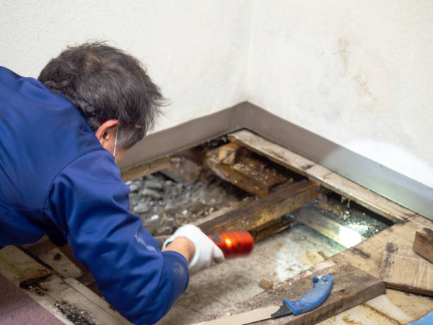 Best Emergency Mold Removal  in Murray, KY