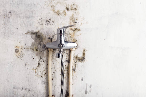 Best Mold Cleaning Services  in Murray, KY