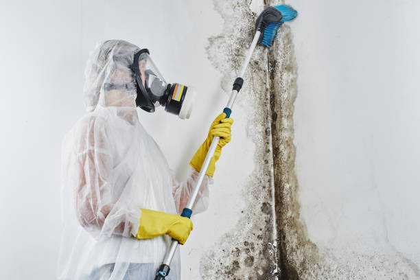 Best Office Mold Removal Services  in Murray, KY