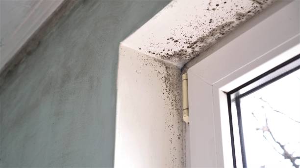 Best Residential Mold Removal  in Murray, KY