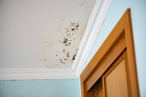 Best Affordable Mold Removal  in Murray, KY