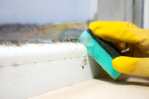 Best Mold Removal and Inspection  in Murray, KY