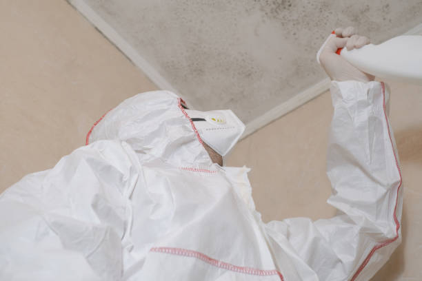 Best Commercial Mold Removal  in Murray, KY