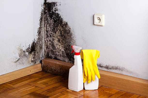 Best Attic Mold Removal  in Murray, KY