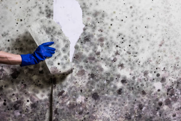 Best Attic Mold Removal  in Murray, KY