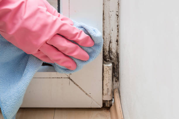 Office Mold Removal Services in Murray, KY