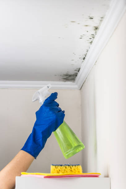 Home Mold Removal in Murray, KY